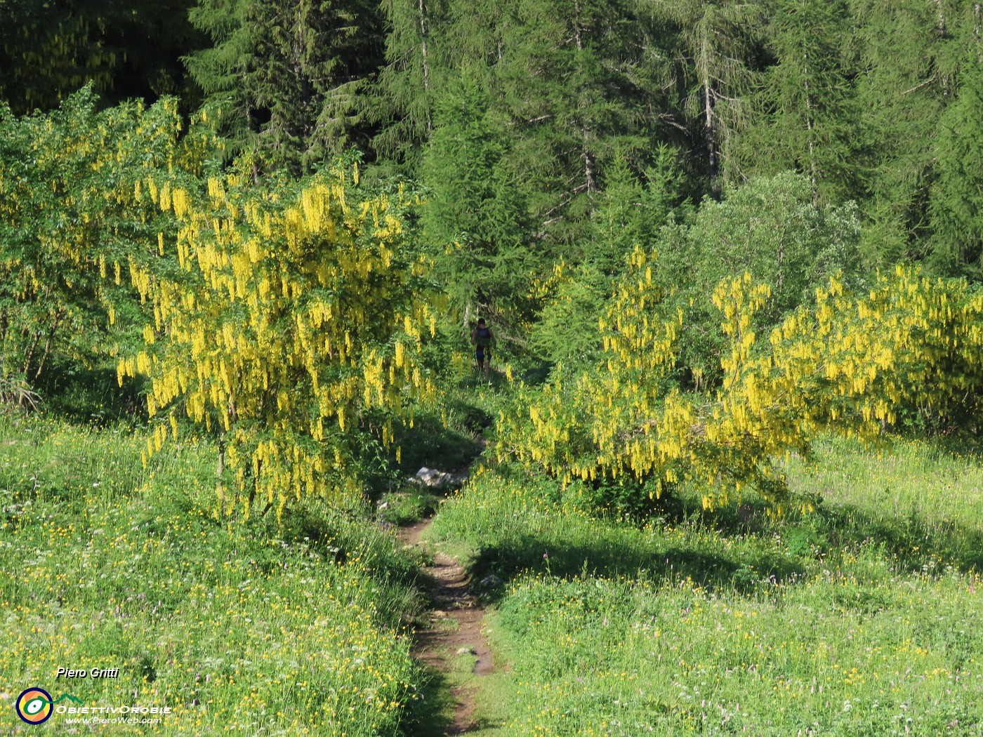 13 Laburnum alpinum (Maggiociondolo).JPG